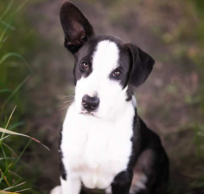 Photo of Shiro