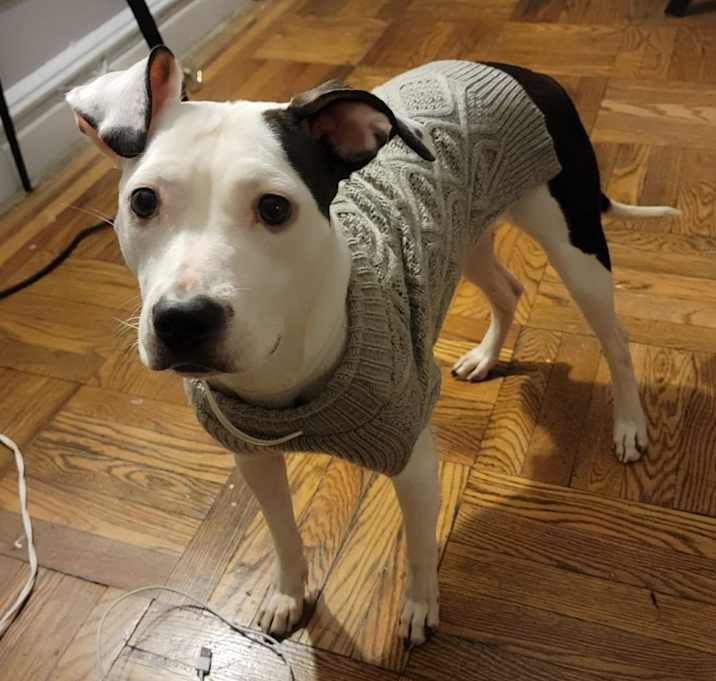 Photo of Lola