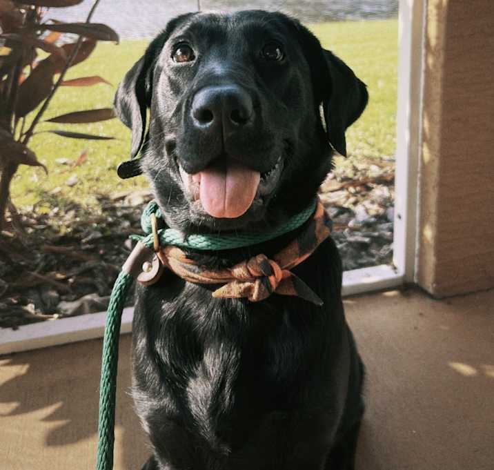 Photo of Willow