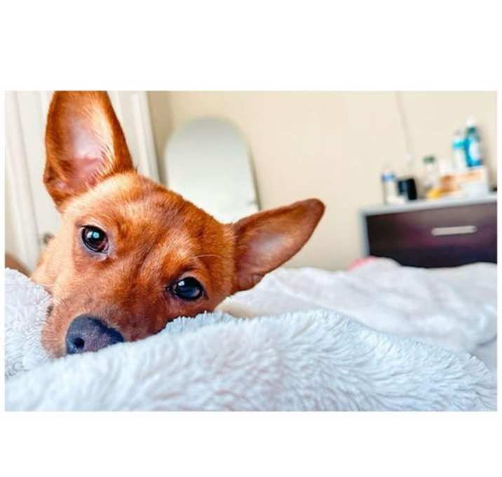Photo of Daisy - ADOPTION IN PROCESS