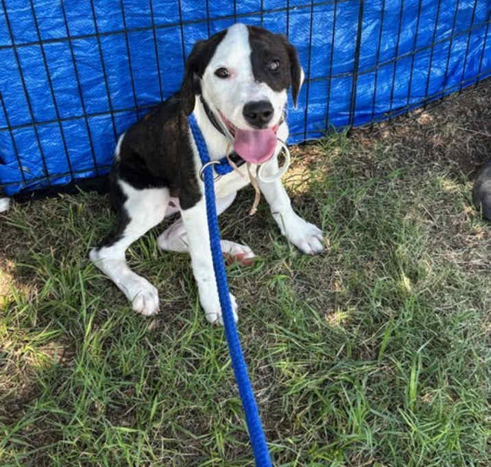 Photo of Finn - ADOPTION IN PROCESS
