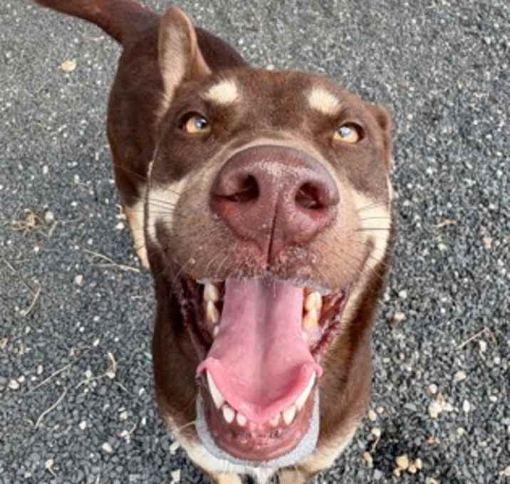Photo of Shelby