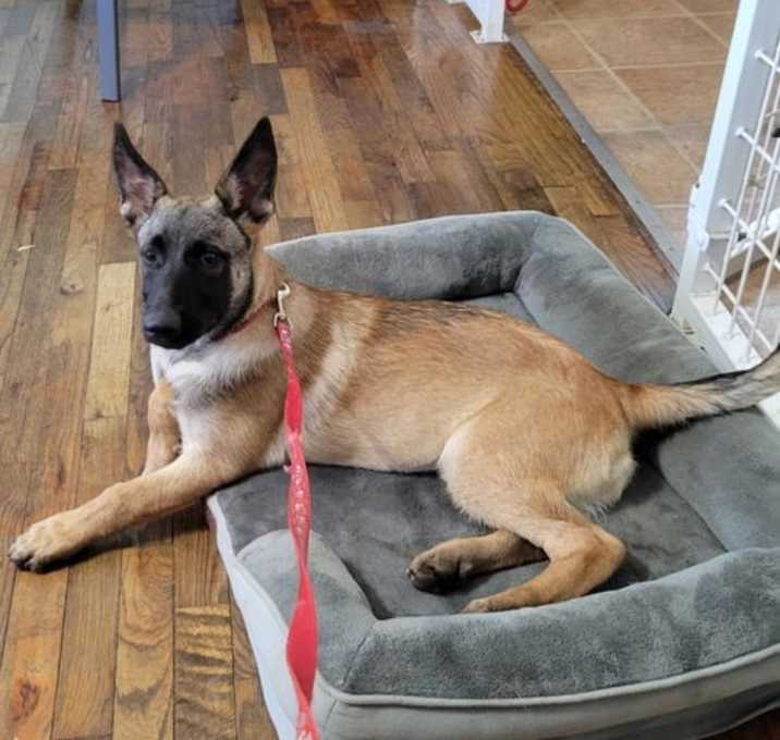 Photo of Starla