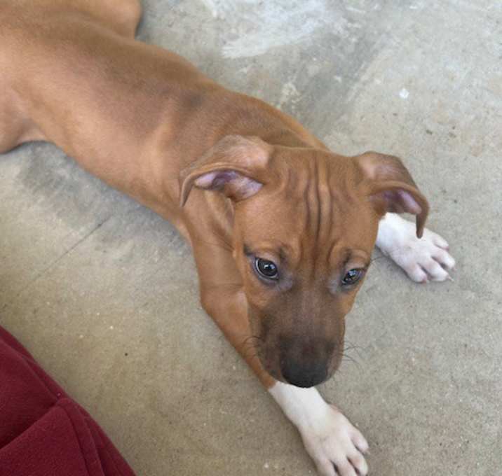 Photo of ACE