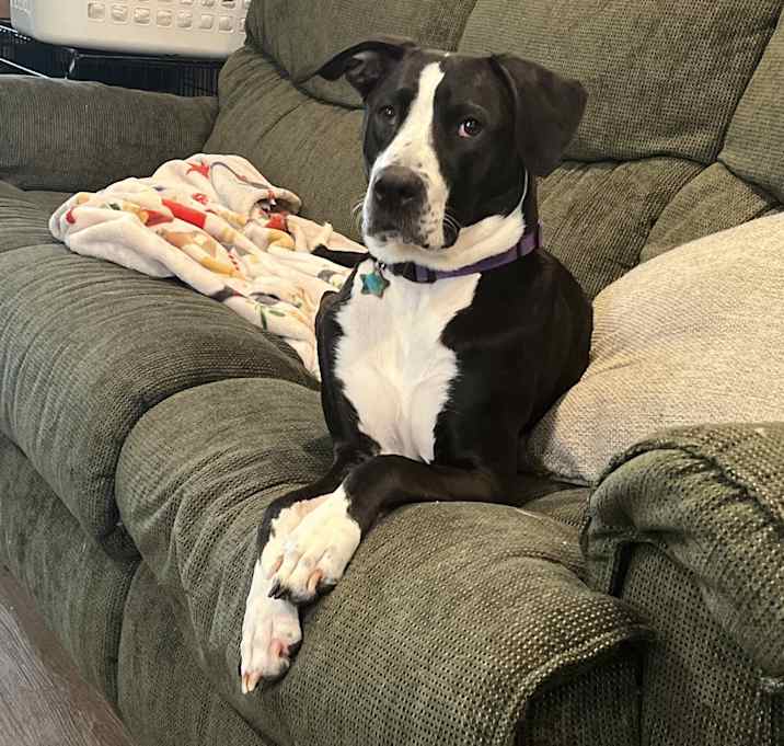 Photo of Nova