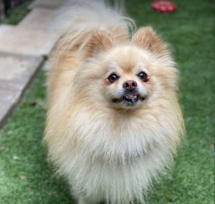 Photo of Buddy