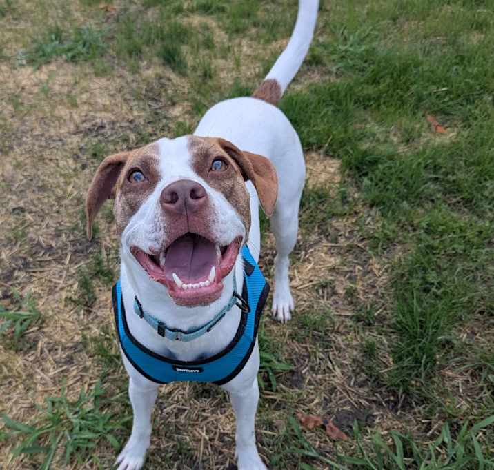 Photo of Monty (Long-Timer) $250