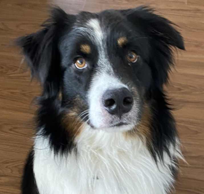 Photo of Loki
