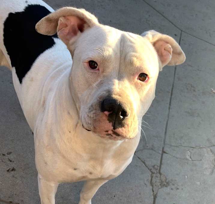 Photo of Belle