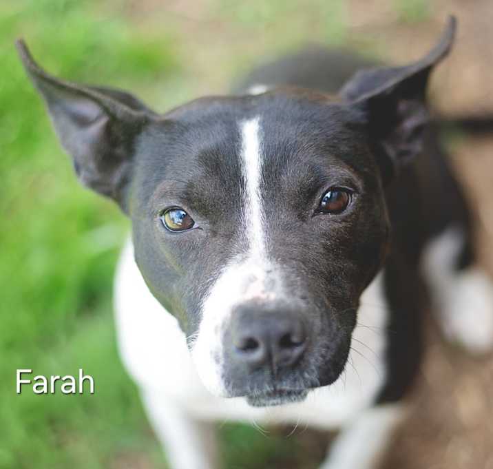 Photo of Farah