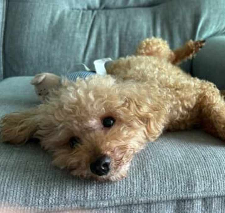 Photo of Luco
