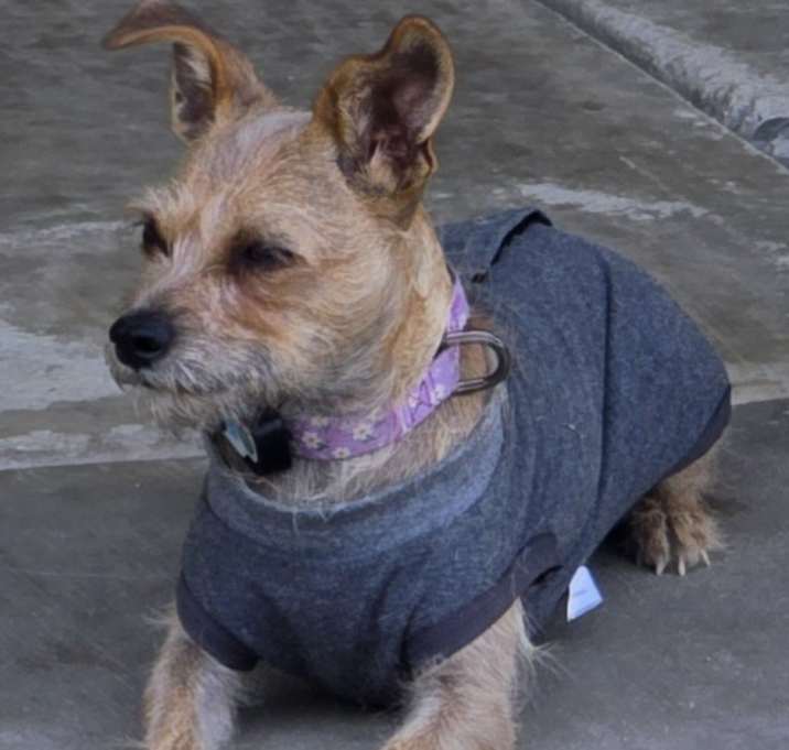 Photo of Pippa