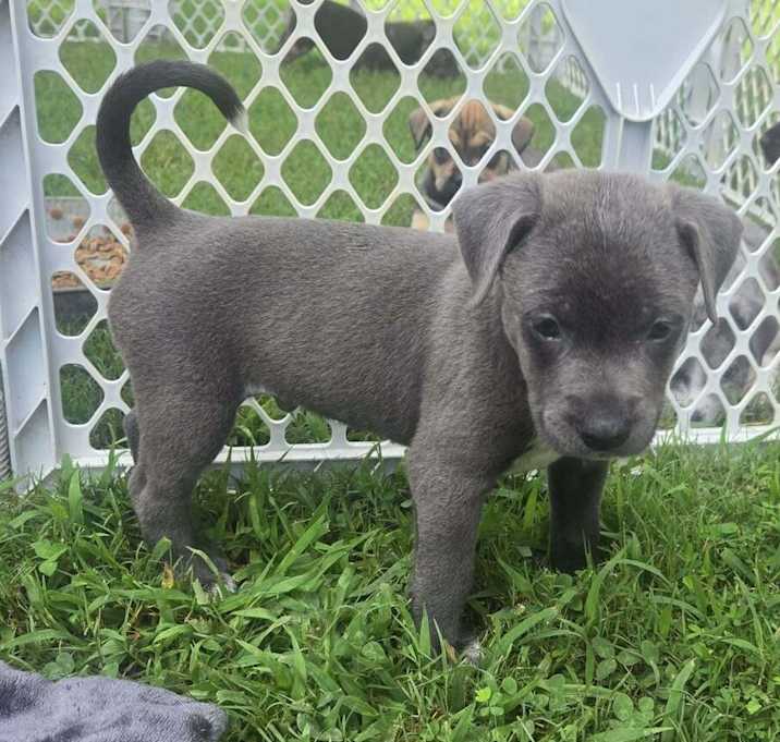Photo of Loki (Rayna's puppies)
