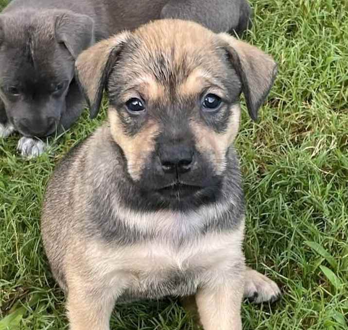 Photo of Nutmeg (Rayna's puppies)