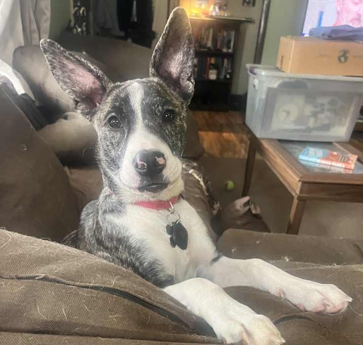 Photo of Nova