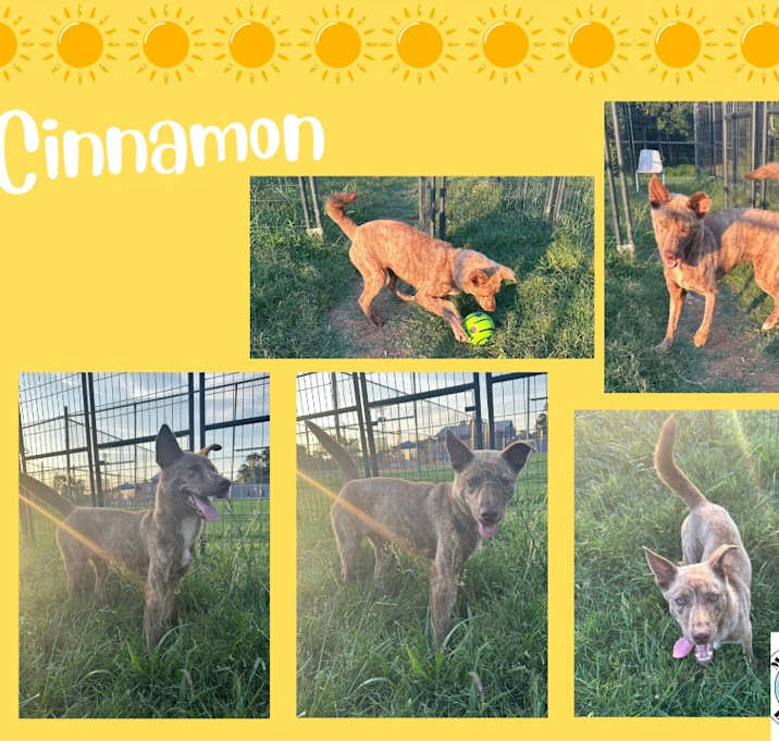 Photo of Cinnamon
