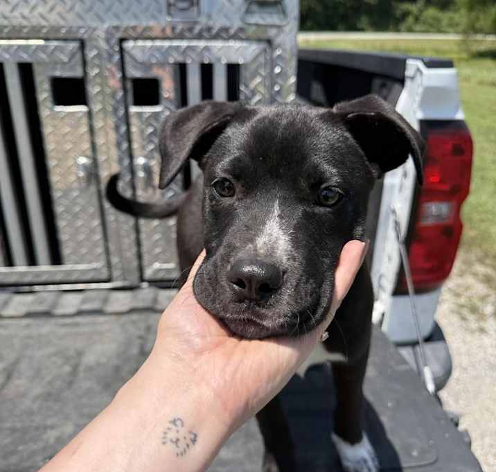 Photo of Ace