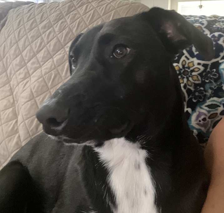 Photo of Nova