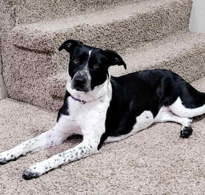 Photo of Sadie