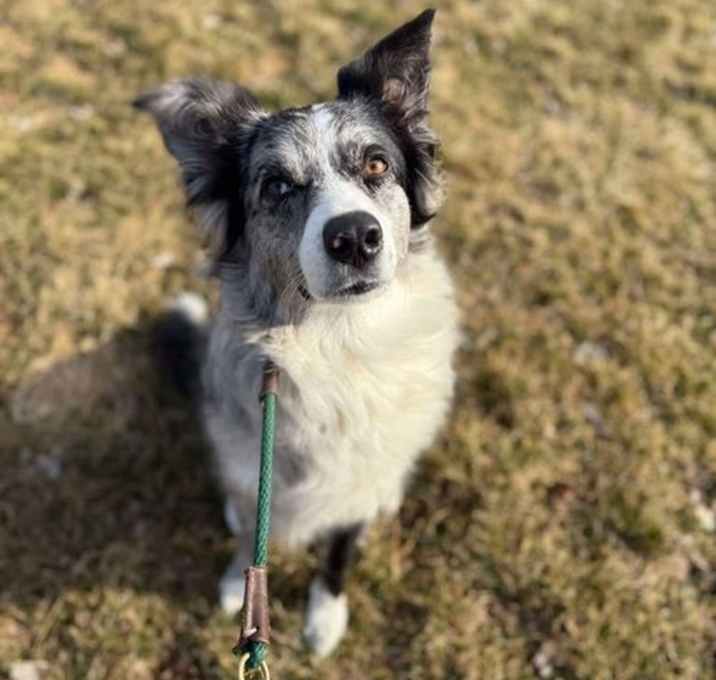 Photo of Sage