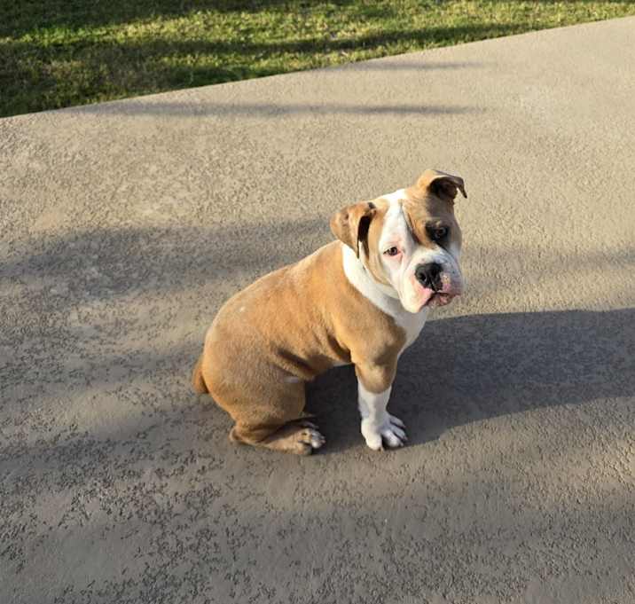 Photo of Dozer