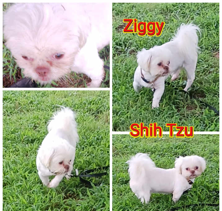 Photo of Ziggy
