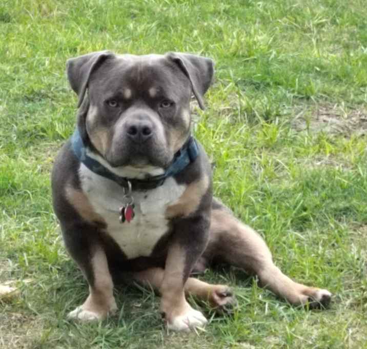 Photo of Blue