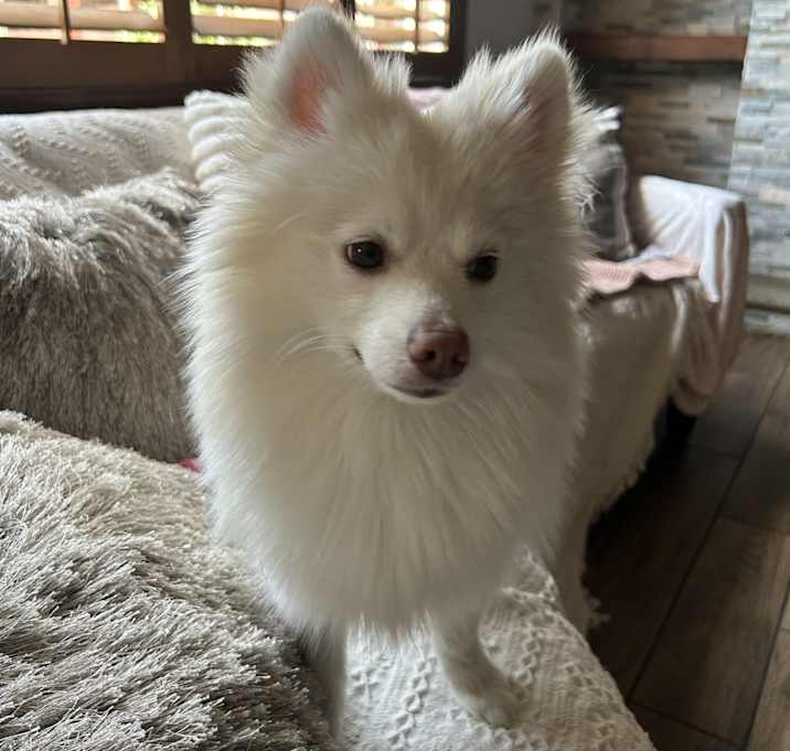 Photo of Arlo