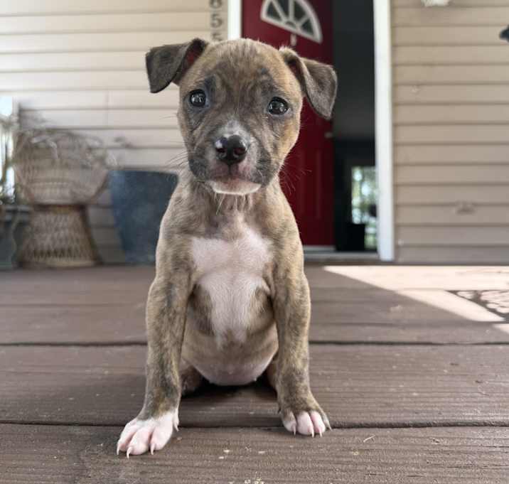 Photo of Penelope