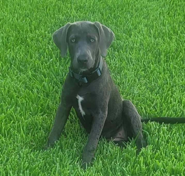 Photo of Ruby