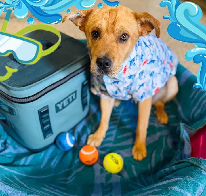 Photo of Snorkel