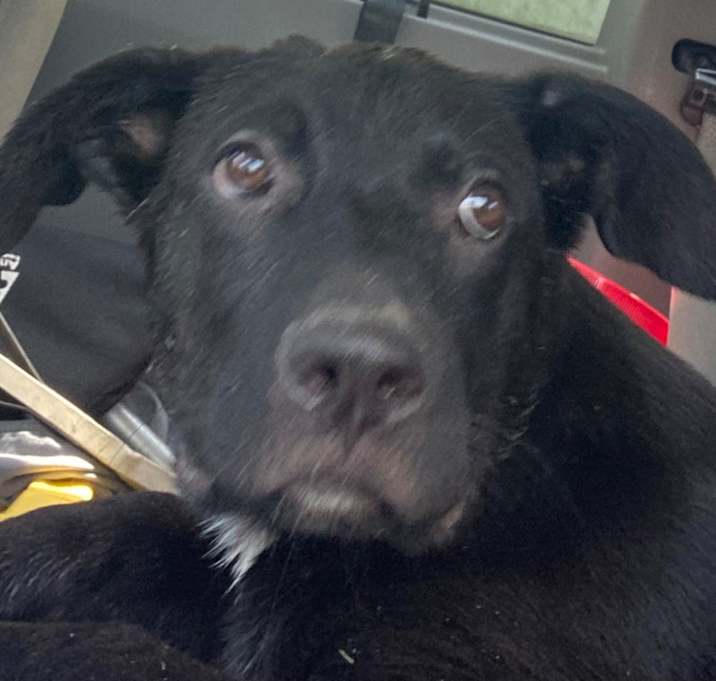 Photo of Polo