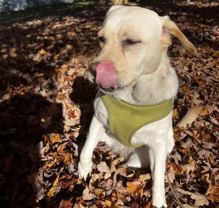 Photo of Willow