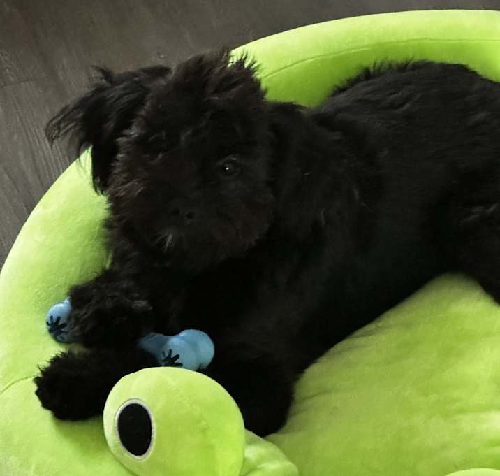 Photo of Apollo