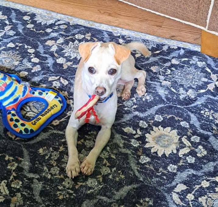 Photo of Taco