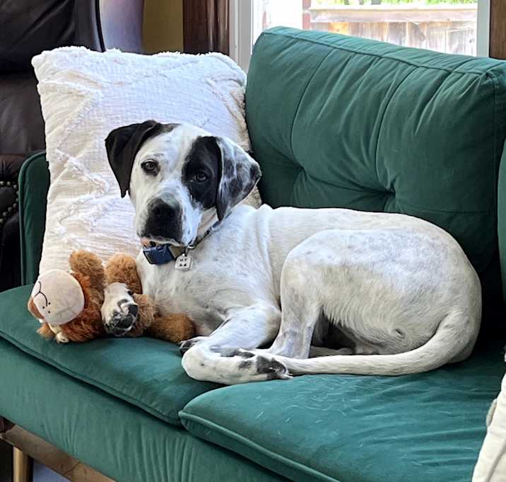 Photo of Domino