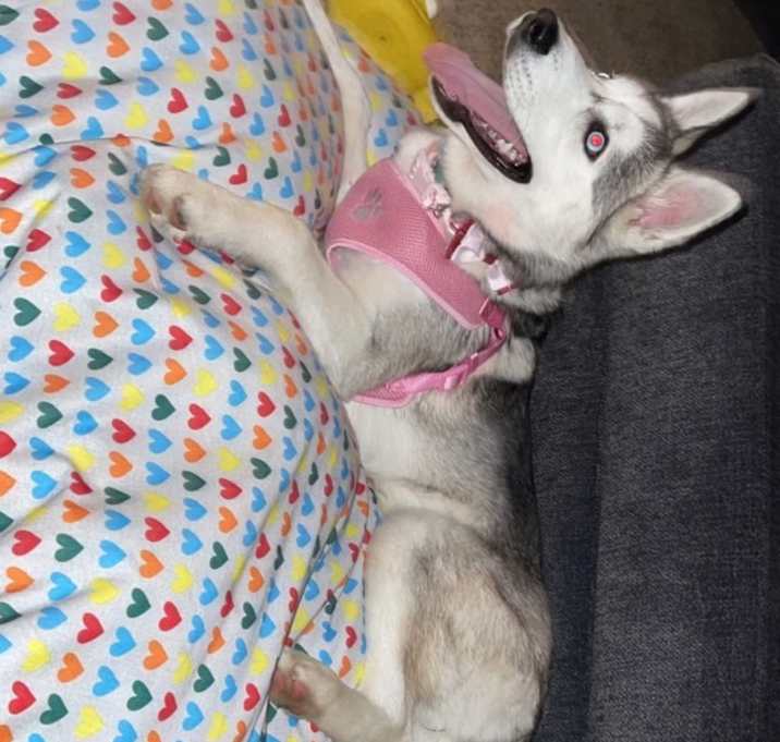 Photo of Skye