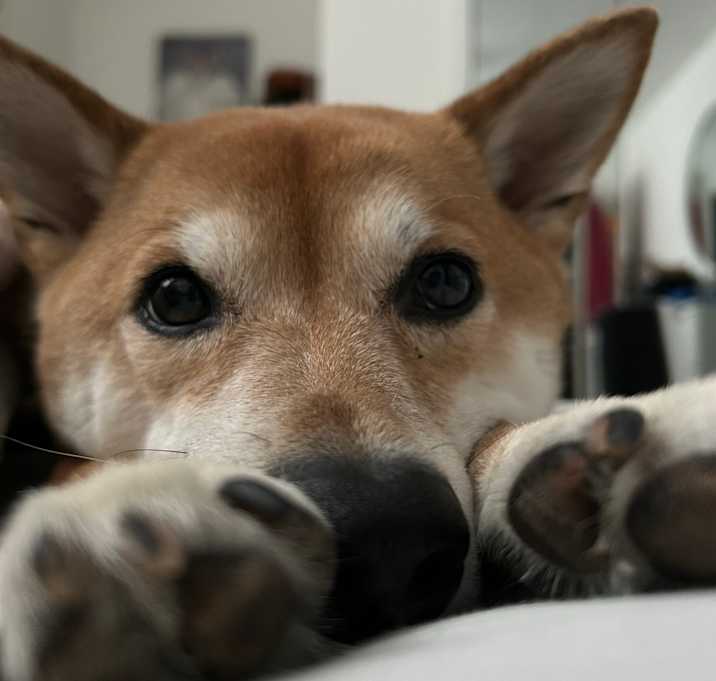 Photo of Mace
