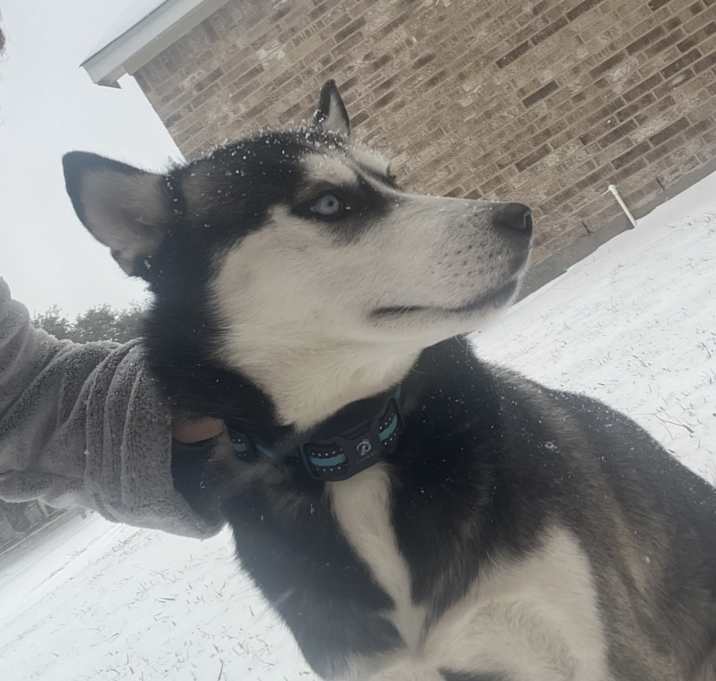 Photo of Winter Eclipse