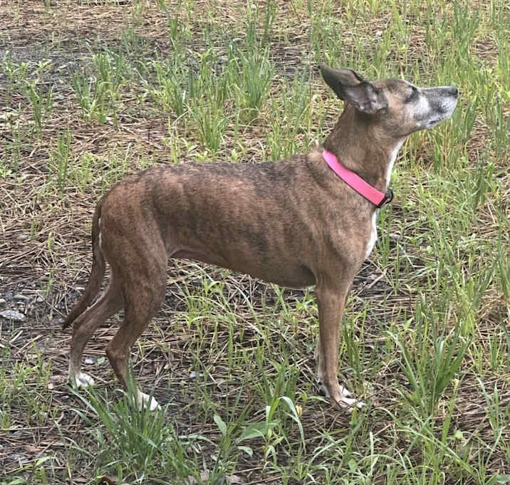 Photo of Bella