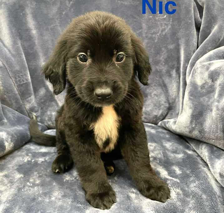 Photo of NIC
