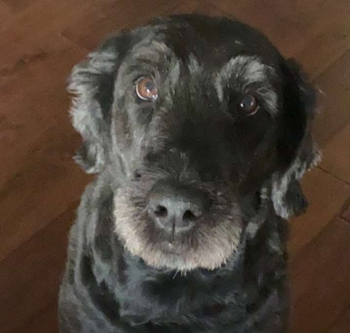 Photo of Bear