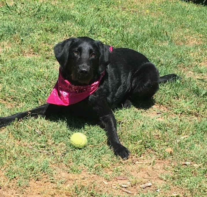 Photo of Zelda