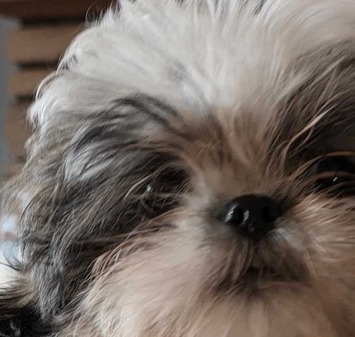 Photo of Norbu