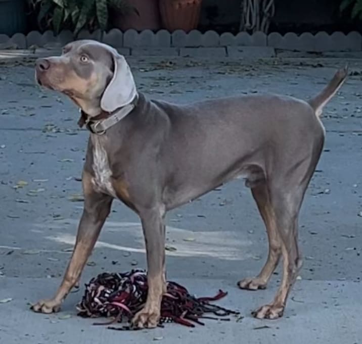 Photo of Rocky