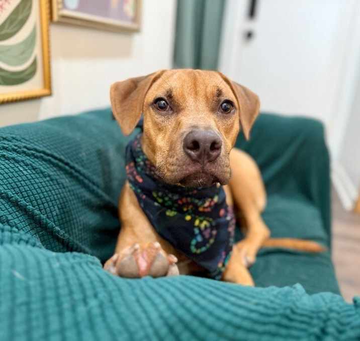 Photo of Tiki wonders if he could be your boy