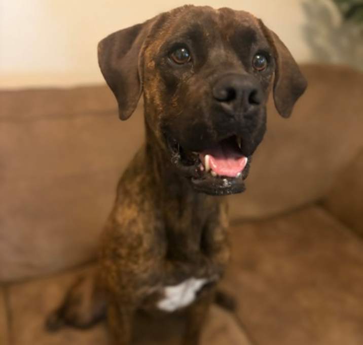 Photo of Benji