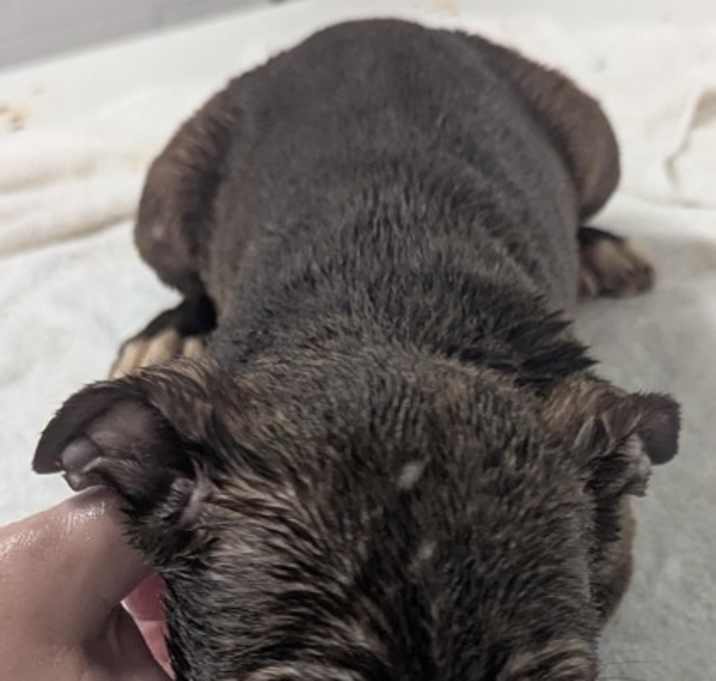 Photo of Percy