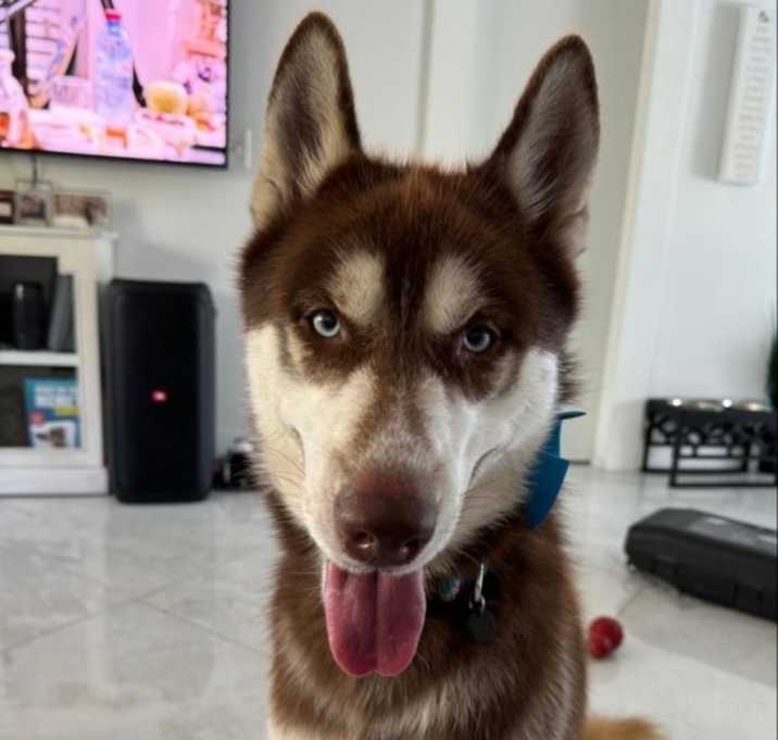 Photo of Loki