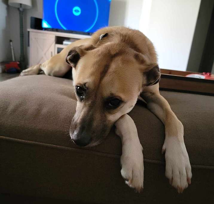 Photo of Penny